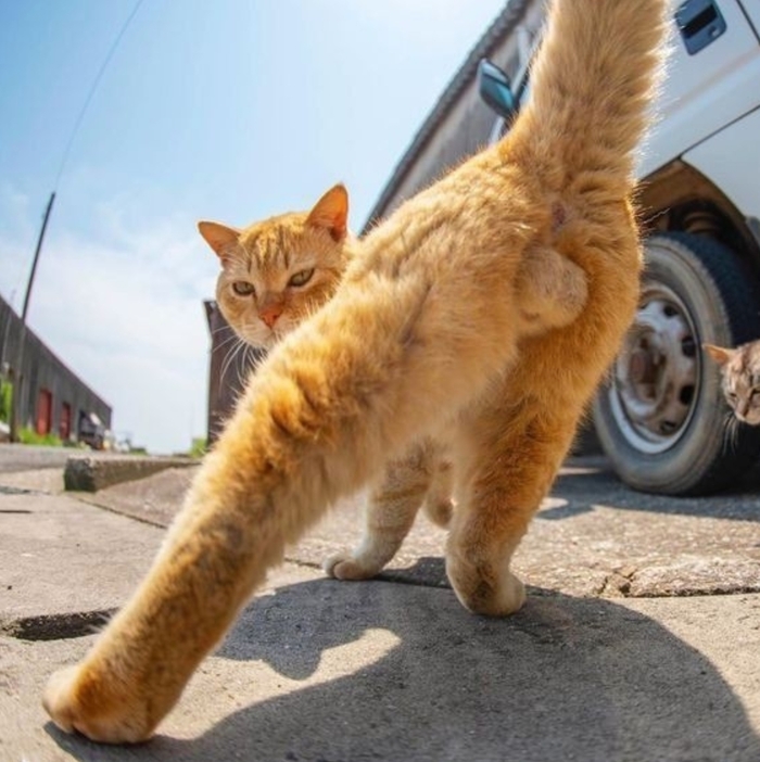 До невозможного прекрасные яйца яванского леопарда