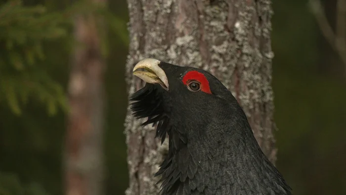 Wood grouse have begun to draw mysterious signs on the snow - My, The nature of Russia, Wood grouse, Leningrad region, Pavel Glazkov, Each creature has a pair, Video, Video VK, Longpost