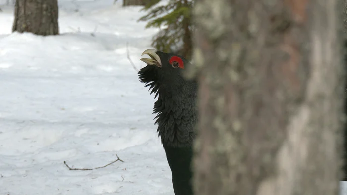 Wood grouse have begun to draw mysterious signs on the snow - My, The nature of Russia, Wood grouse, Leningrad region, Pavel Glazkov, Each creature has a pair, Video, Video VK, Longpost