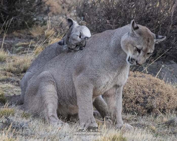 Терпеливый брат