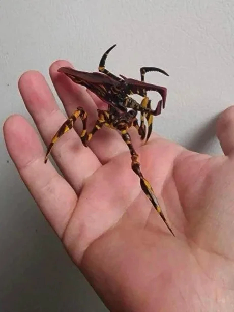 Есть здесь энтомологи?