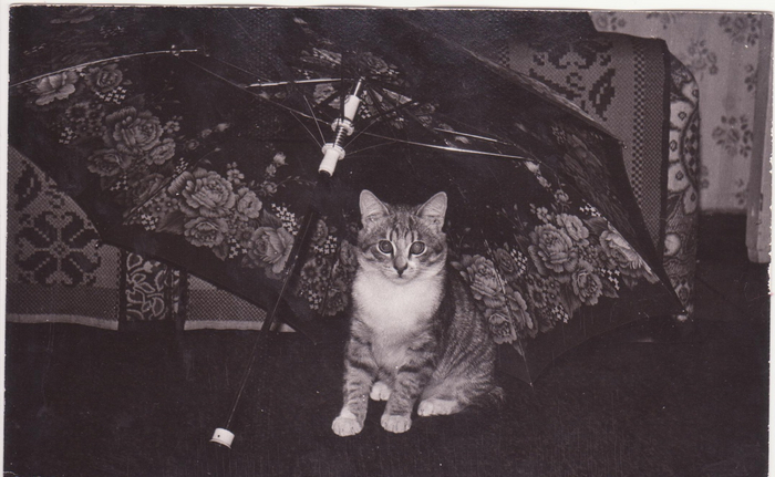 ��������, ��� � ���������� �����