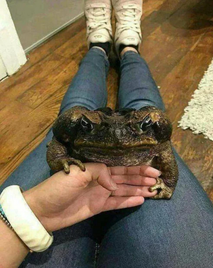   ... , , , It Is Wednesday My Dudes