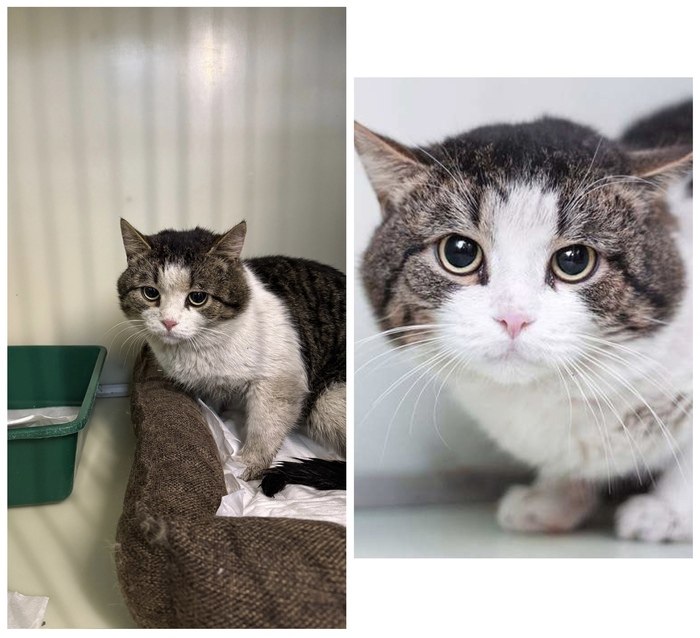  <a href="https://pikabu.ru/story/rubrika_doposle_preobrazheniya_kotikov_v_priyute_12481755?u=https%3A%2F%2Fmurkosha.ru%2Flaskovie-koshki-i-kotyata%2Fvalentayn&t=%D0%92%D0%B0%D0%BB%D0%B5%D0%BD%D1%82%D0%B0%D0%B9%D0%BD&h=357879994cefbc1a549103289502e4e88d712f92" title="https://murkosha.ru/laskovie-koshki-i-kotyata/valentayn" target="_blank" rel="nofollow noopener"></a>