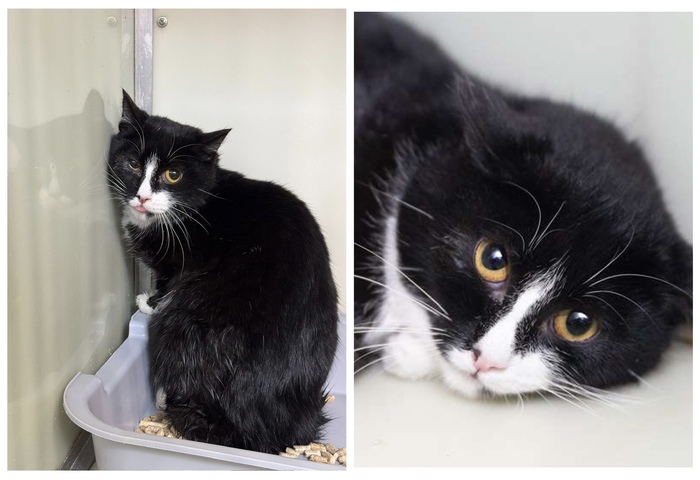  <a href="https://pikabu.ru/story/rubrika_doposle_preobrazheniya_kotikov_v_priyute_12481755?u=https%3A%2F%2Fmurkosha.ru%2Fkotyata%2Fbirochka&t=%D0%91%D0%B8%D1%80%D0%BE%D1%87%D0%BA%D0%B0&h=640f62aaa53ec0f2b4b77208fcf28dac9c04b0bc" title="https://murkosha.ru/kotyata/birochka" target="_blank" rel="nofollow noopener"></a>