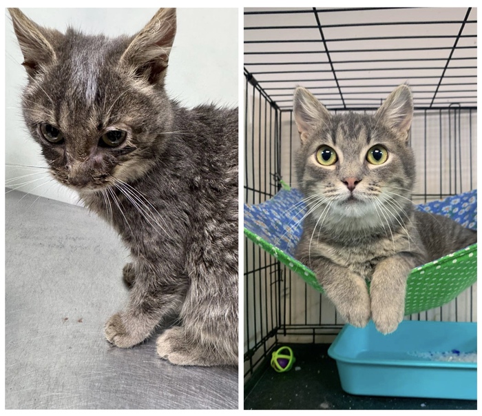  <a href="https://pikabu.ru/story/rubrika_doposle_preobrazheniya_kotikov_v_priyute_12481755?u=https%3A%2F%2Fmurkosha.ru%2Fkotyata%2Fkapitoliy&t=%D0%9A%D0%B0%D0%BF%D0%B8%D1%82%D0%BE%D0%BB%D0%B8%D0%B9&h=2a5665660e6a6c859e9a0351fc2303acda5895db" title="https://murkosha.ru/kotyata/kapitoliy" target="_blank" rel="nofollow noopener"></a>