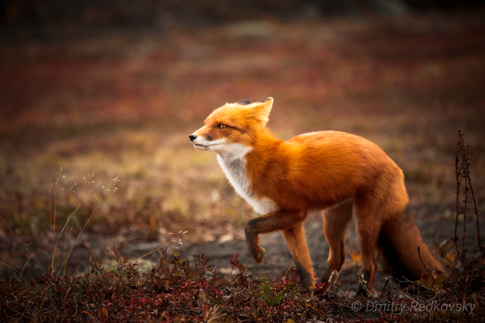 Fire Fox.      :)