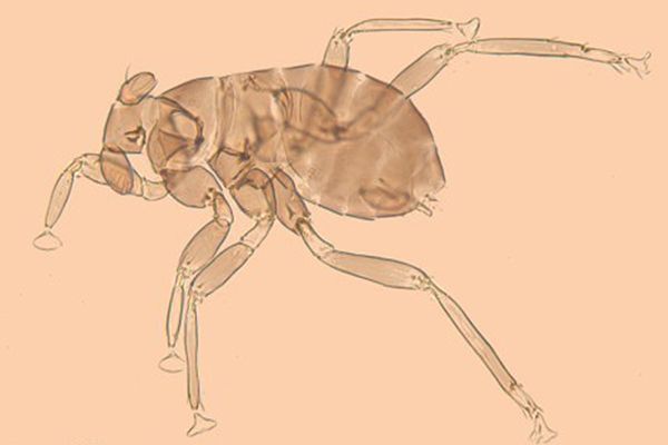         . Dicopomorpha echmepterygis , , , ,  ,  ,  , , , , , 