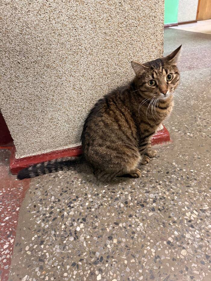 А еще в фабрике живет кот Матрос, самый лучший корабел. Он даже победил в конкурсе заводских котов несколько лет назад.