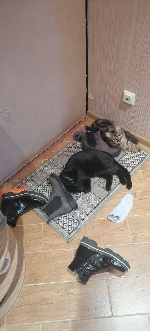 �������� ����������. �����������