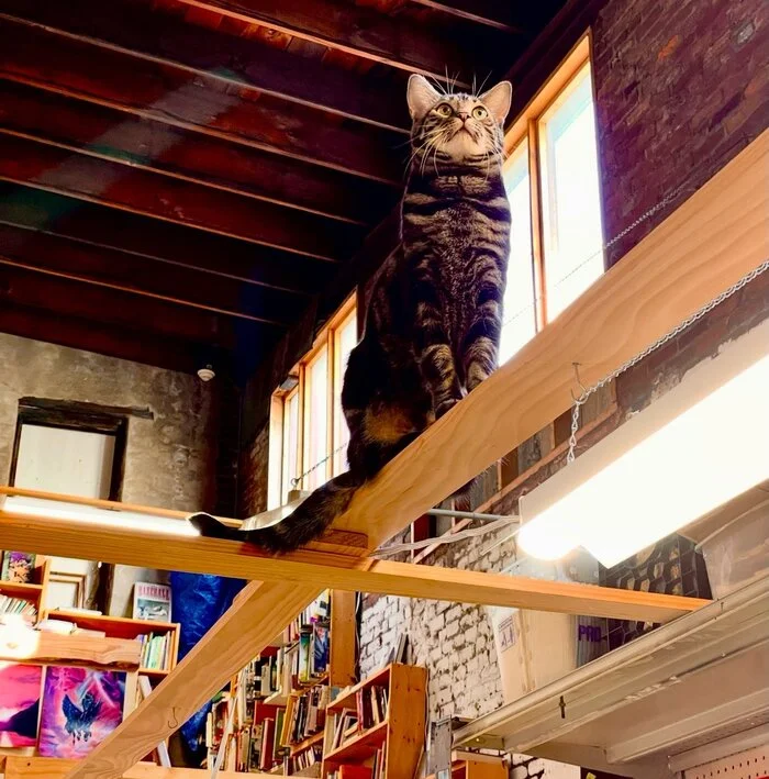 ...the learned cat walks along the beams - cat, Striped, Books, Score, Twitter (link)