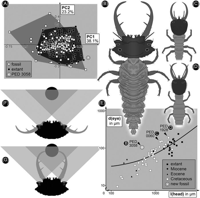 Личинки сетчатокрылых мелового периода обладали сложными глазами Кросспостинг, Pikabu Publish Bot, Новости, Ископаемые, Животные, Насекомые, Яндекс Дзен (ссылка), ВКонтакте (ссылка), Instagram (ссылка), TikTok (ссылка), Длиннопост