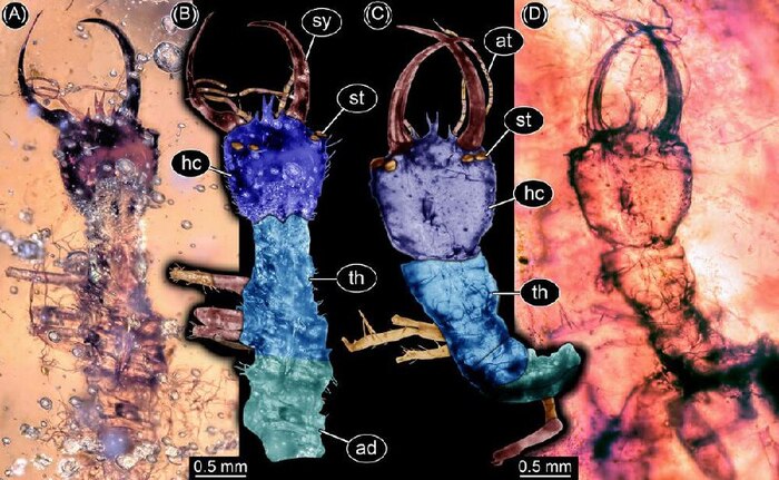 Личинки сетчатокрылых мелового периода обладали сложными глазами Кросспостинг, Pikabu Publish Bot, Новости, Ископаемые, Животные, Насекомые, Яндекс Дзен (ссылка), ВКонтакте (ссылка), Instagram (ссылка), TikTok (ссылка), Длиннопост