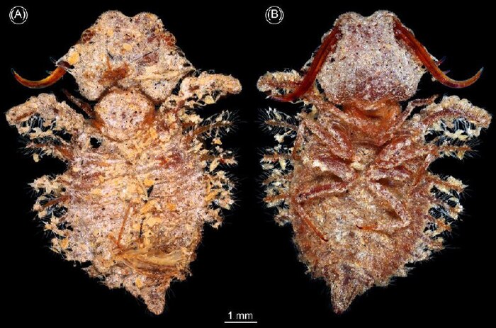 Личинки сетчатокрылых мелового периода обладали сложными глазами Кросспостинг, Pikabu Publish Bot, Новости, Ископаемые, Животные, Насекомые, Яндекс Дзен (ссылка), ВКонтакте (ссылка), Instagram (ссылка), TikTok (ссылка), Длиннопост