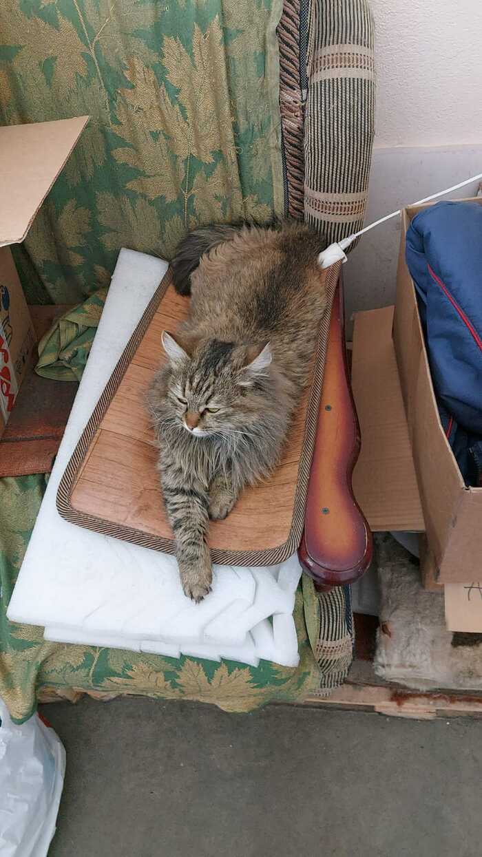 Кошка на зарядке