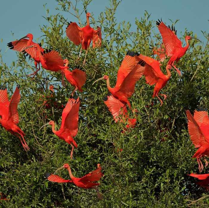 Стая красных ибисов в мангровых лесах