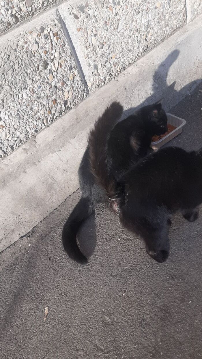 Алёнка с пиометрой