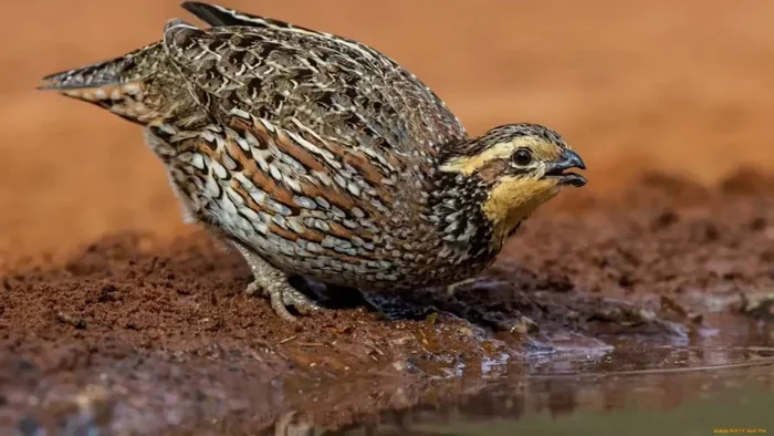 Poisonous Birds: Don't Eat, Don't Touch, Don't Look - Land, Planet Earth, Longpost