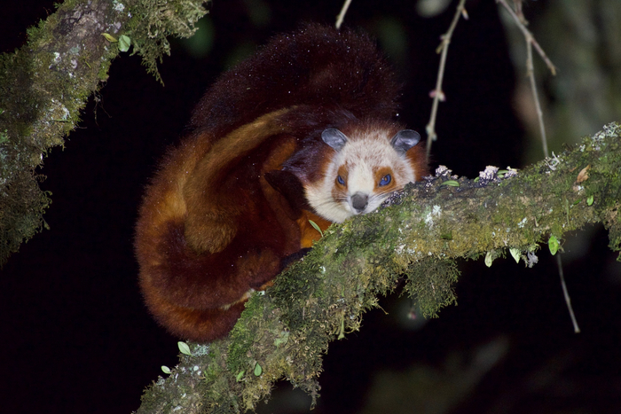 Да не толстая я! Просто кость пушистая!