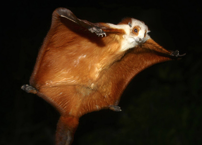 Пока мы планируем отправиться путешествовать, белка-летяга планирует по Азии каждый день!