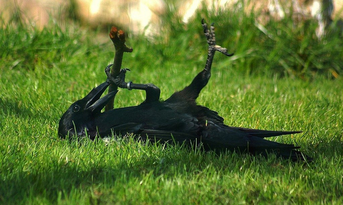 Какая у вас странная собака! Можно её погладить, она не кусается?