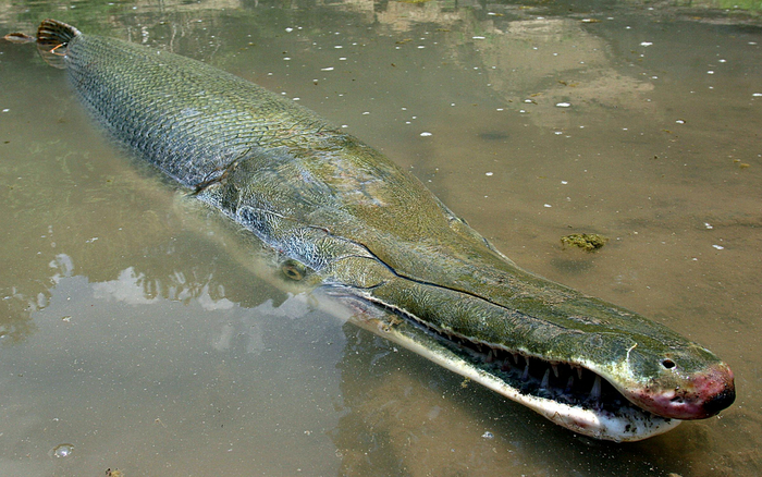 Пасть рыбы настолько напоминает рот аллигатора, что второе название вида — щука-аллигатор.