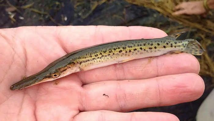 Самая уязвимая форма панцирника. Уже не ядовит, но ещё не опасен.