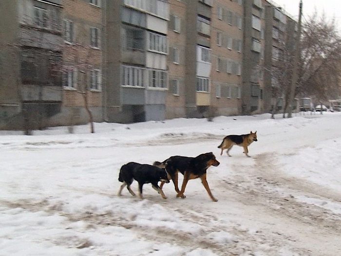 В Копейске запустят пилотный проект по чипированию домашних животных