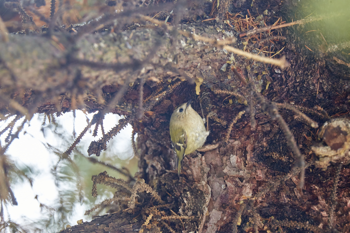 Желтогловый королёк