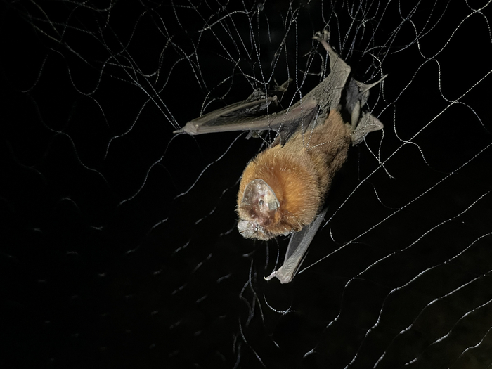 Эти мышки настолько легкие, что даже в паучьих сетях запутаться могут!