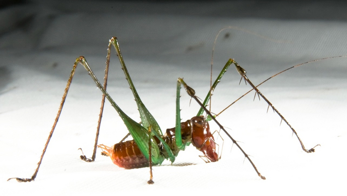 Если кинуть такого в женскую толпу — точно суету наведет!