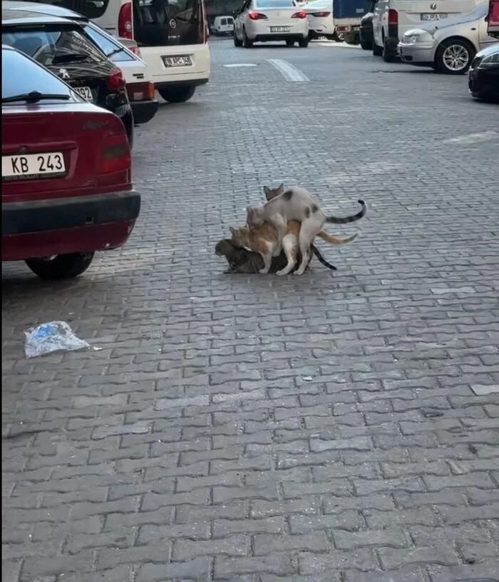 Get in line, you sons of bitches, get in line! - cat, Sex, Threesome, Spring, March, Love
