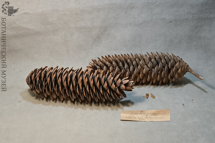 Шишки ели обыкновенной. Карпологическая коллекция Ботанического музея БИН РАН.