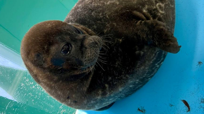 Фото и видео: Спасение тюленей 699-23-99