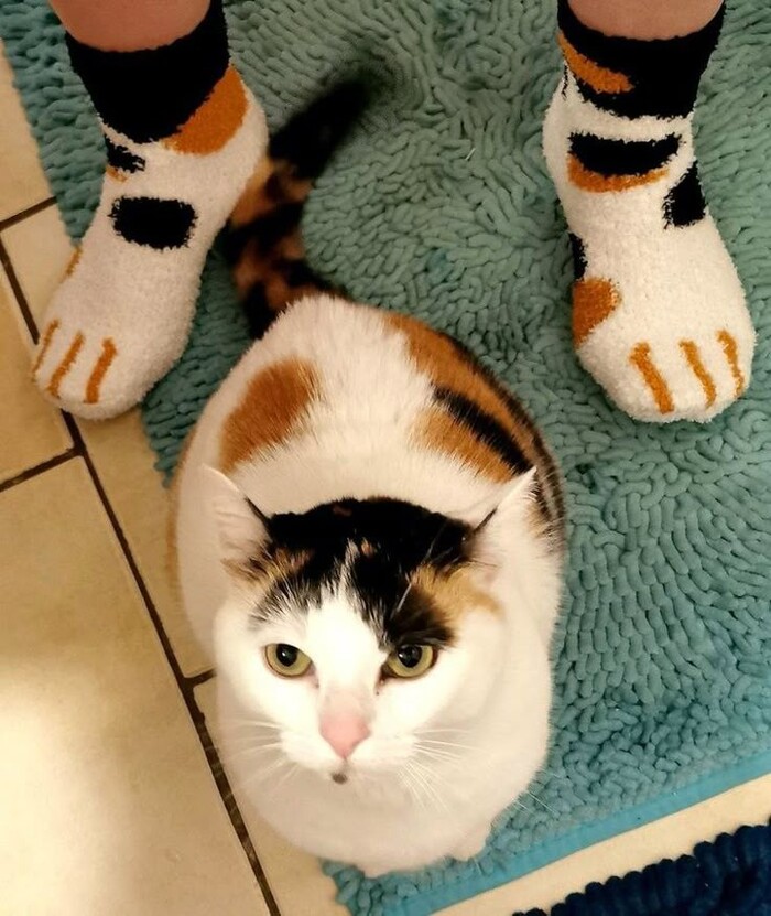 :  ". ()"  7703380158