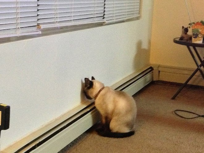 Кот с поражением головного мозга, не ценуроз, но что-то схожее. Так же ведет себя овца/коза/косуля и т.п. Картинка для наглядности (фото овцы гуглить поленился)