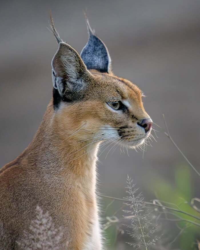        ,  ,  ,  ,  ,  ,   , , , 