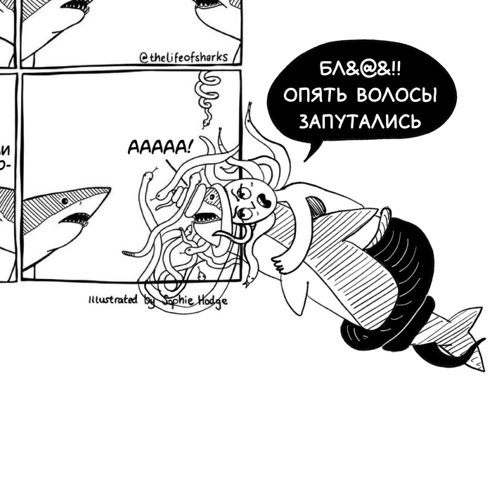    ,     , The Life of Sharks, , , ,   , ,  
