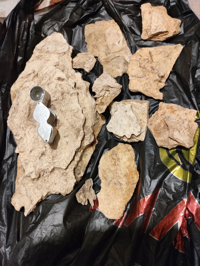 Окаменевшая древесина.