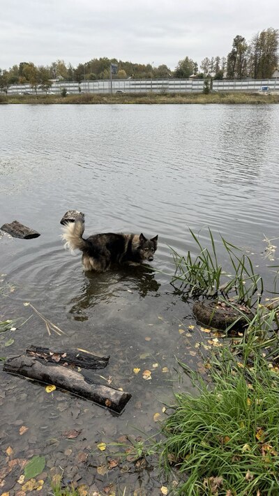 Иллюстрация к комментарию