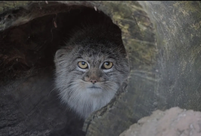 Фото взято из <a href="https://pikabu.ru/story/pozdravlyaem_12522874?u=https%3A%2F%2Fwww.facebook.com%2Fstory.php%3Fstory_fbid%3D925450459374573%26id%3D925450459374573&t=%D0%B0%D0%BA%D0%BA%D0%B0%D1%83%D0%BD%D1%82%D0%B0%20%D0%B7%D0%BE%D0%BE%D0%BF%D0%B0%D1%80%D0%BA%D0%B0%20%D0%B2%20%D0%BC%D0%BE%D1%80%D0%B4%D0%BE%D0%BA%D0%BD%D0%B8%D0%B3%D0%B5&h=011fdfdcbbcc0d2aebadc6dafc72353d05304d11" title="https://www.facebook.com/story.php?story_fbid=925450459374573&id=925450459374573" target="_blank" rel="nofollow noopener">аккаунта зоопарка в мордокниге</a>