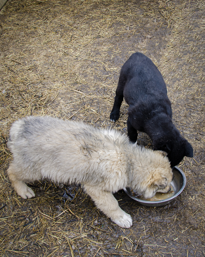 Более взрослые щенята🐺