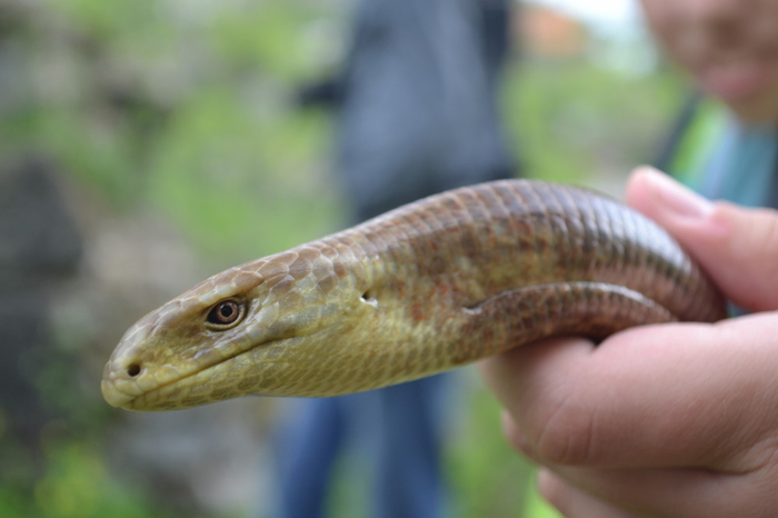 На этом фото хорошо видно ушное отверстие и наличие век у желтопузика.
