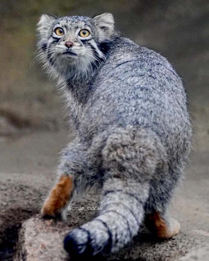 ��� ����� �����