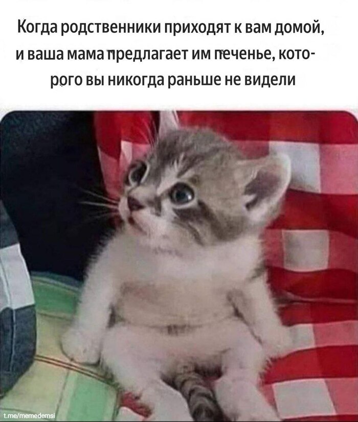   ,    ,   , , , , , , , Telegram ()