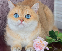 ���� ���������� �������: ������, ��������, �������