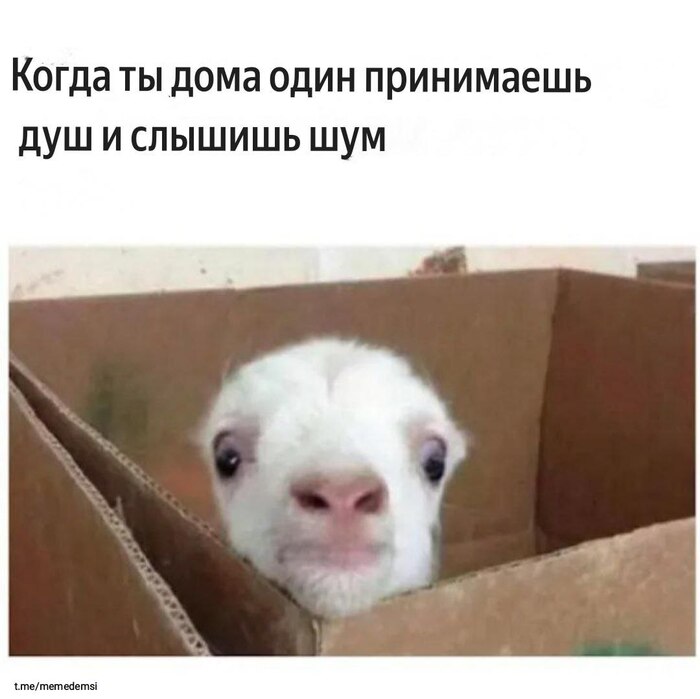 Да что ты знаешь о панике