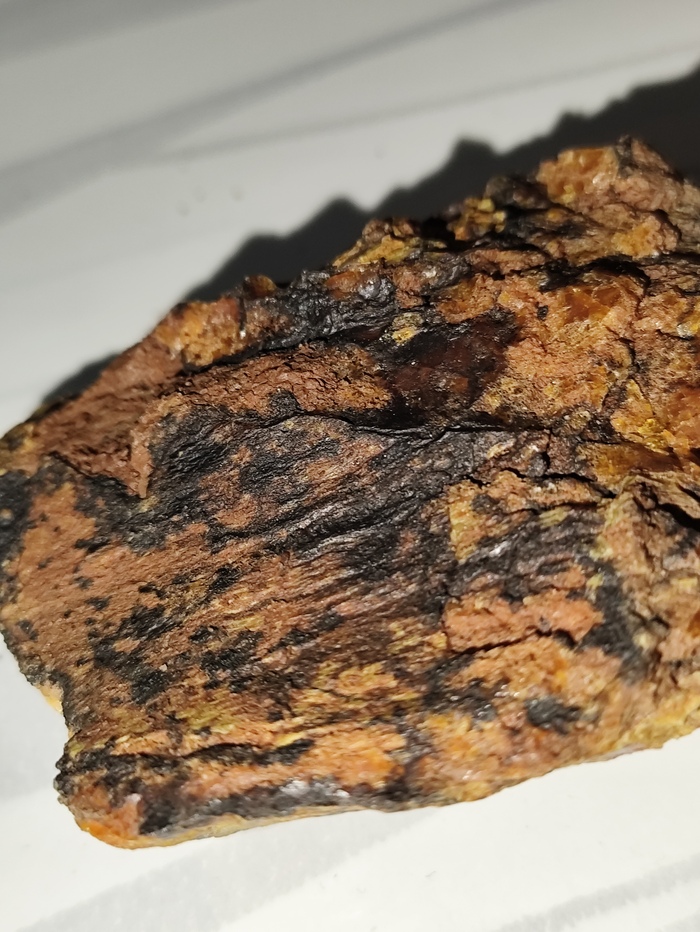 Ещё отпечатки коры дерева.