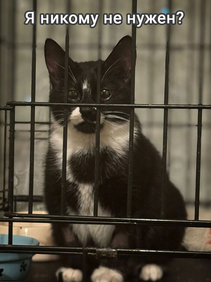 Ронни никогда не станет домашним? Наверное такие никому не нужны...