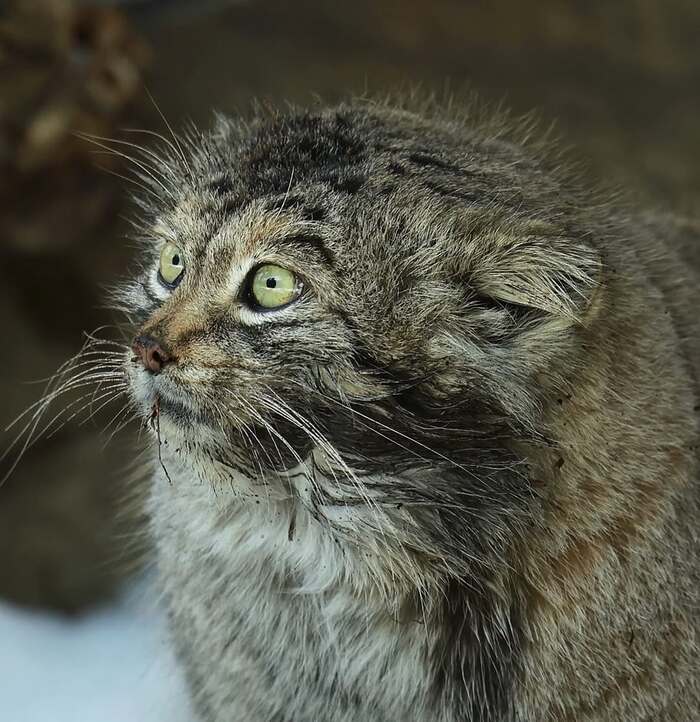  .   <a href="https://pikabu.ru/story/lyovushka_byil_i_takim_12528761?u=https%3A%2F%2Fwww.instagram.com%2Fp%2FC5ntGEfvkHh%2F%3Figsh%3DMnFuaDF5OXk4NXFy&t=haru_manul%20inst&h=05ad7c1fb75190047168a4bc4cb287ddb0bebd01" title="https://www.instagram.com/p/C5ntGEfvkHh/?igsh=MnFuaDF5OXk4NXFy" target="_blank" rel="nofollow noopener">haru_manul inst</a>